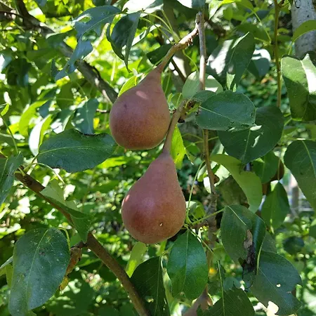 Nena & Rale Guest house Donji Milanovac