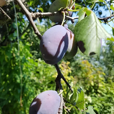 Guest house Nena & Rale *